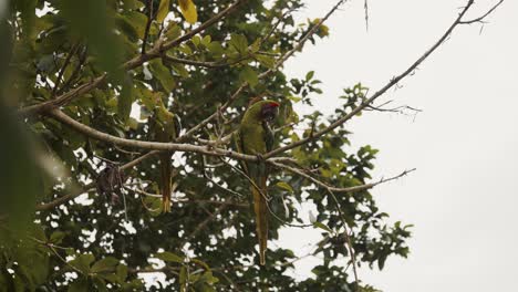 two great green macaw birds perching on the tree inside a sanctuary in punta uva, costa rica - low angle shot