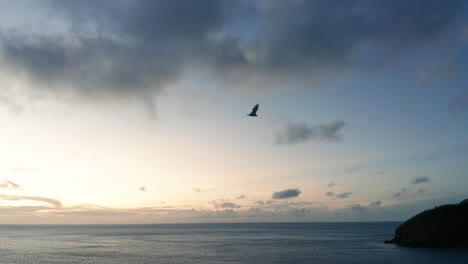 Large-Samoa-Flying-Fox-soaring-through-air-during-sunset-in-Fiji,-flying-mammal