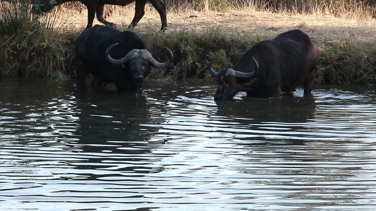Bufalo cafro adulto beve con cautela da una pozza d'acqua mentre è sommerso.
