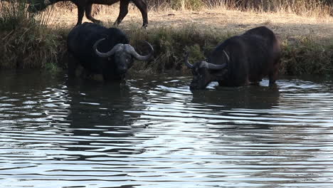 adult african cape buffalo drink cautiously from a watering hole while submerged