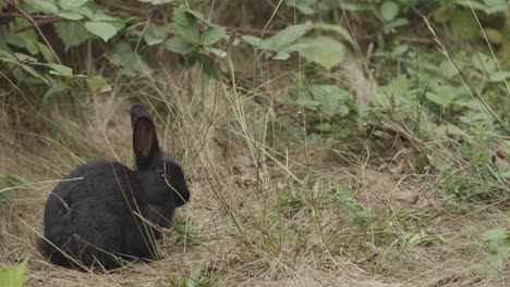 black rabbit scared to move among the grass