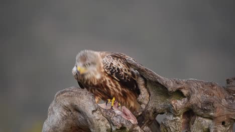 Red-kite-sitting-on-tree-trunk-and-eating-prey