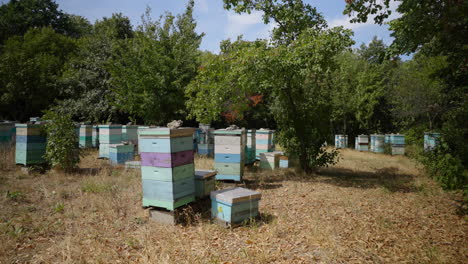 Bee-apiary,-trees,-grass,-summer