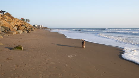 A-cute-brown-furry-labradoodle-pet-dog-playing-on-the-sand-beach-of-Ventura,-California-SLOW-MOTION