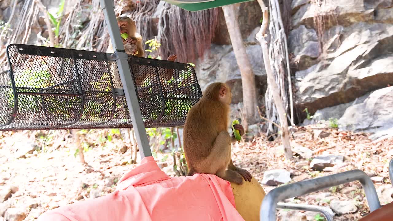 푸켓의 카오랑 뷰포인트 (khao rang viewpoint) 에서 한 원이가 자연의 바위 환경 속에서 사람의 어깨에 간식을 즐기고 있습니다.