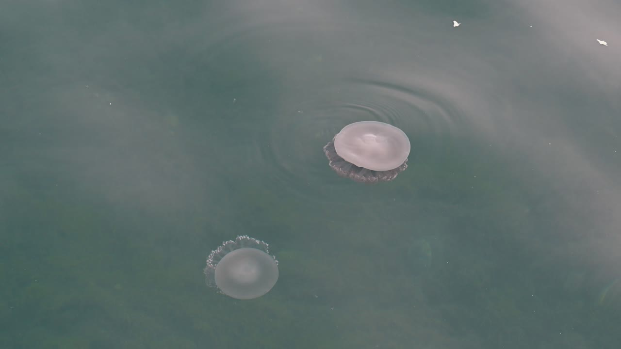 медузы медленно плавают на поверхности моря недалеко от побережья дубая, объединенные арабские эмираты