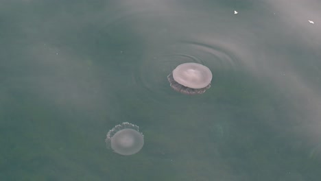 jellyfish swimming slowly on the surface of the sea near the coast of dubai, united arab emirates