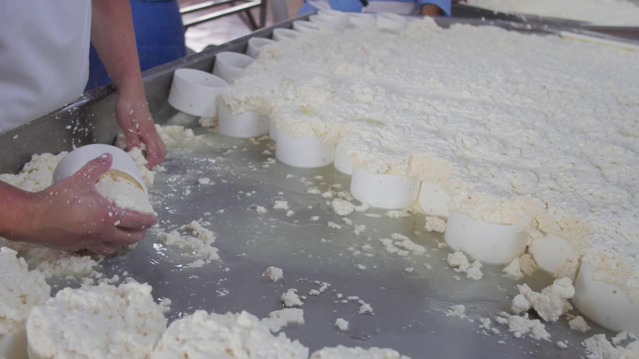 Workers secrete a fermented milk liquid which will be processed as cheese