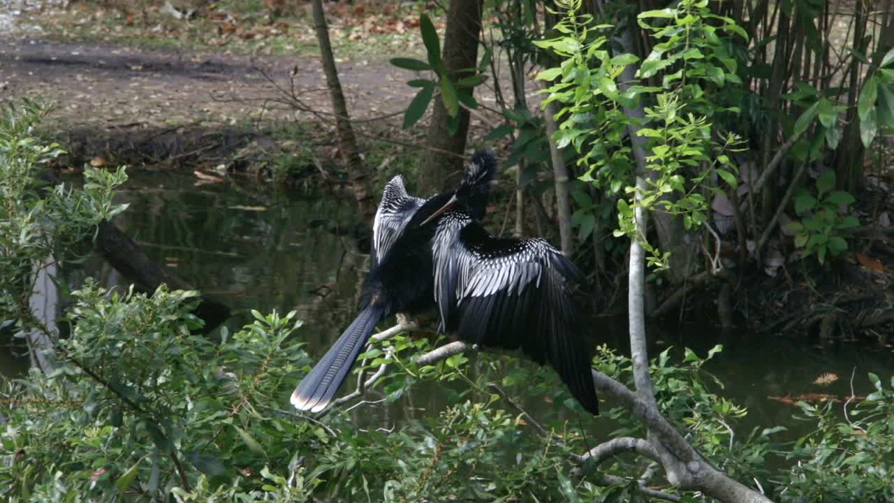 Yabani anhinga kuşu orta çekimde dala tünemiş, kanatlarını germiş ve tüylerini düzeltiyor.
