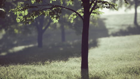 morning light filters through trees in a serene forest landscape