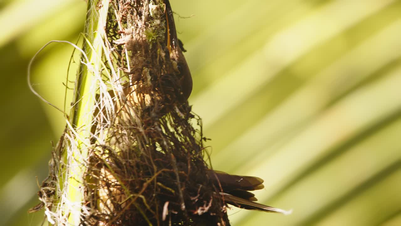 primer plano ermitaño colibrí hembra flota y entra en el nido colgante para criar a sus polluelos, cuidado de los padres