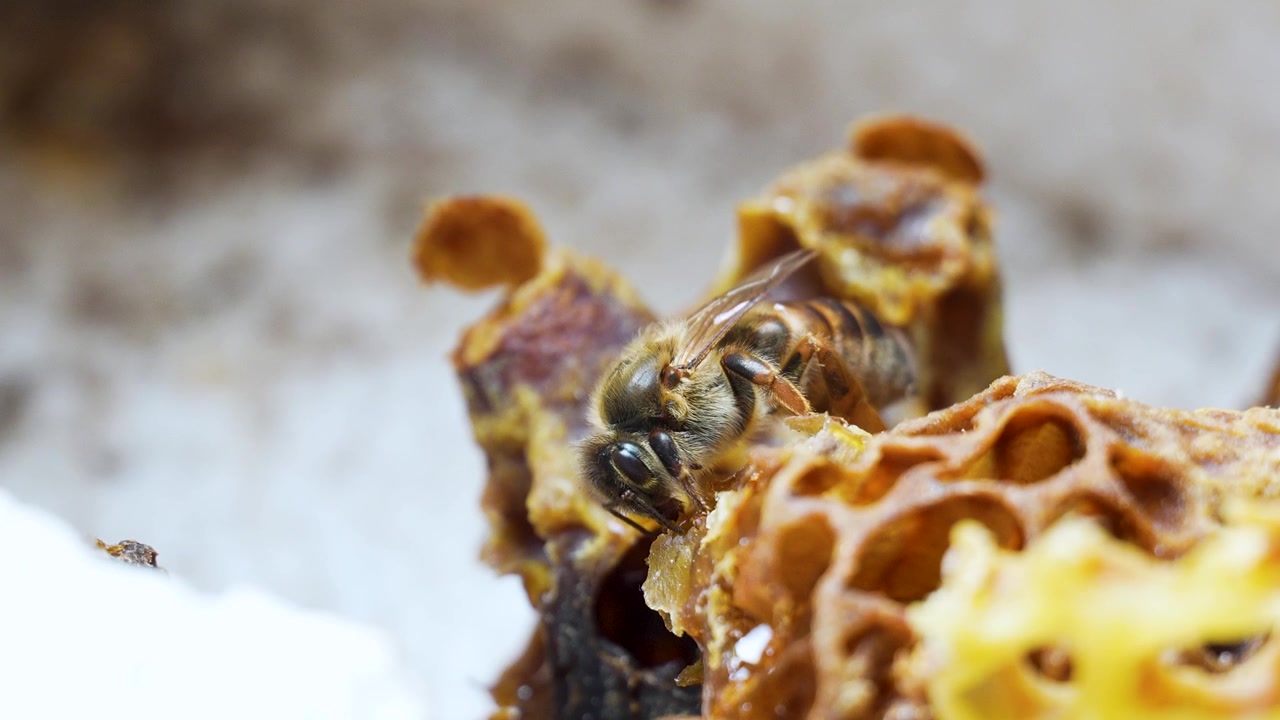 Cinematic slow motion macro footage of a newly emerged queen honey bee resting on a queen cell in warm natural light inside a beehive