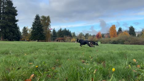 Dogs-playing-Frisbee-in-grassy-park