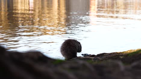 Castor-Mojado-Se-Encuentra-Cerca-Del-Agua-Reflectante-Del-Río-Y-Se-Arregla,-Limpia-La-Piel