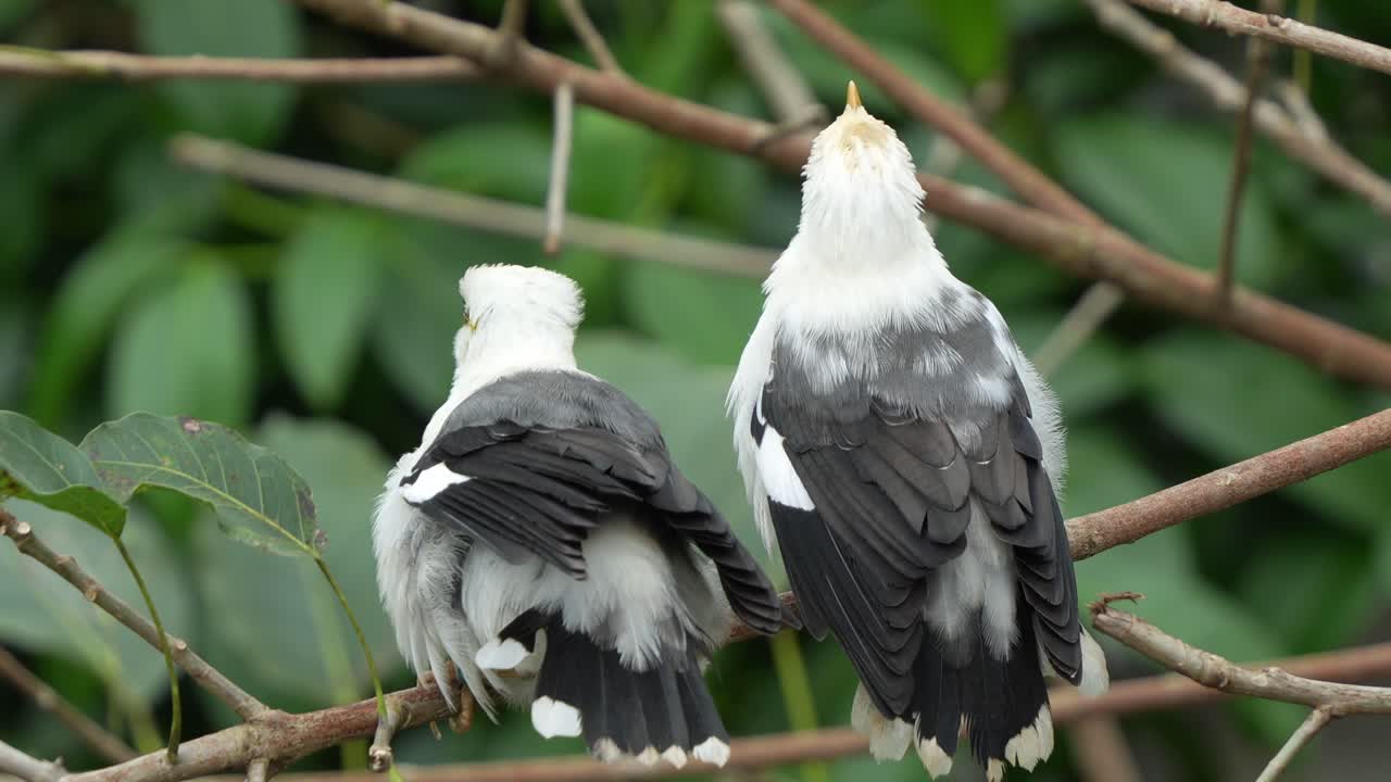 dos minas de alas negras, acridotheres melanopterus posados uno al lado del otro en la rama de un árbol, moviendo la cabeza para estabilizar su entorno visual, tiro de cerca