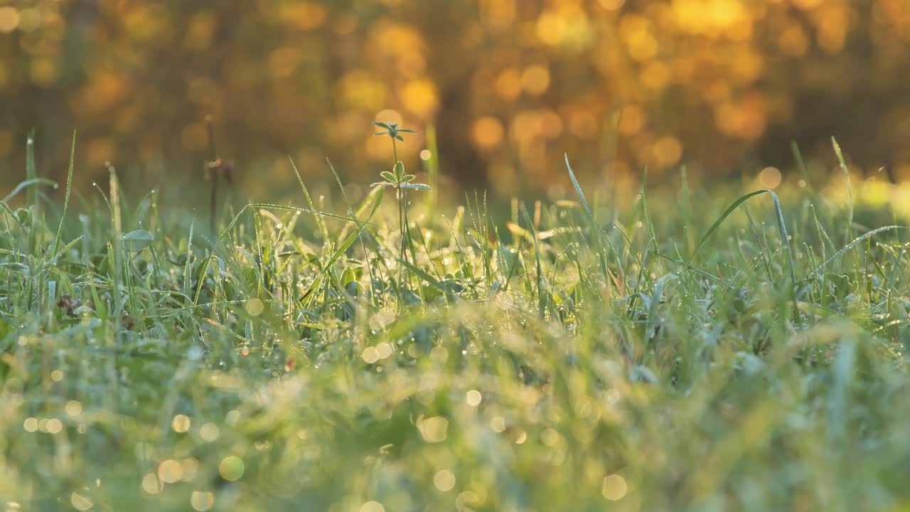 Close-up of dew-covered grass blades gently swaying in the soft morning light.