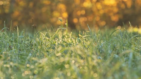 close-up of dew-covered grass blades gently swaying in the soft morning light.