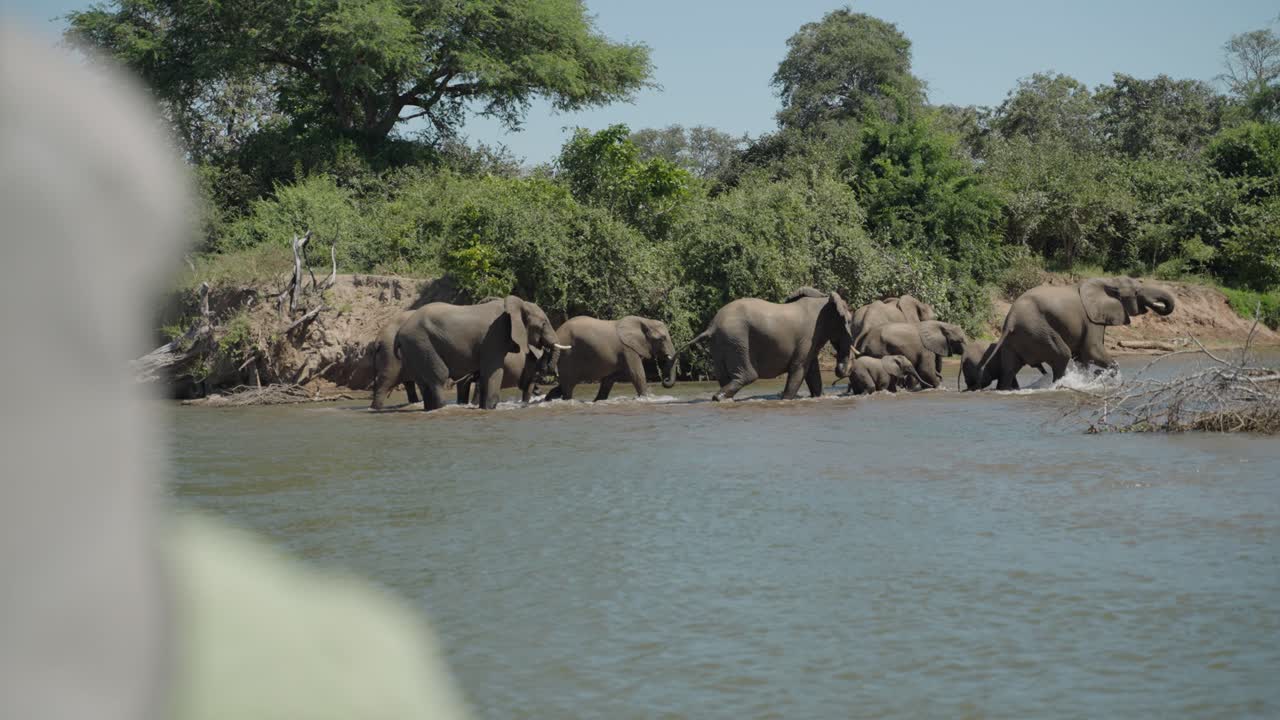 Turister ser fra en safaribåt på en flokk elefanter som krysser Zambezi-elven under middagssolen
