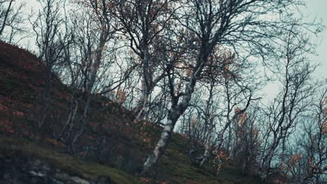 gnarled and twisted trunks and branches of the dwarf birch trees on the moss-covered hill