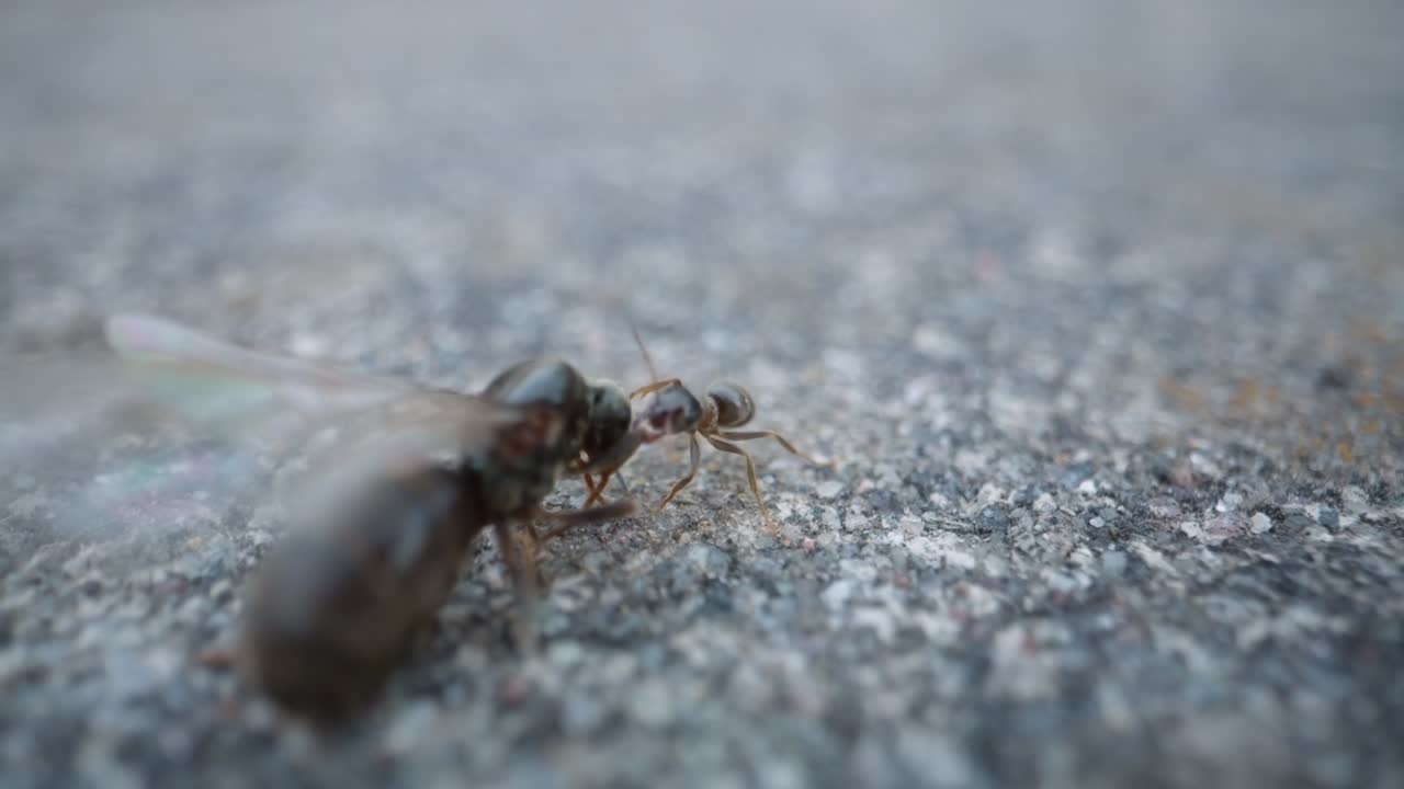 Ant walks steadily over grainy blue surface in natural light, slow macro motion