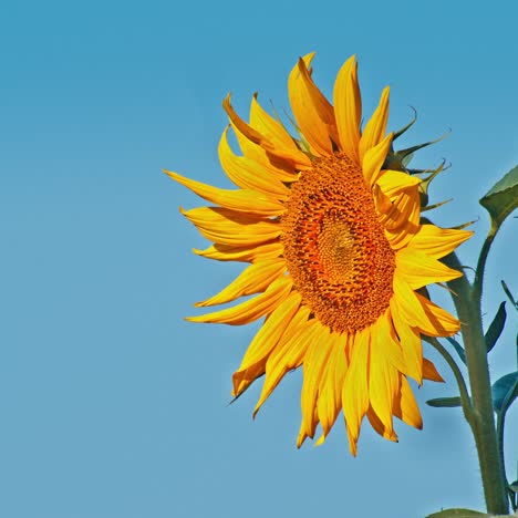 flores de un girasol en el sol de la tarde