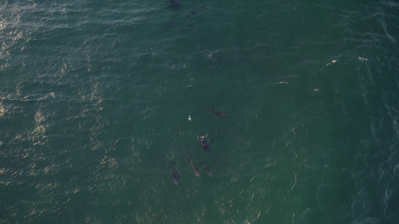 호주 뉴사우스웨일즈의 타스만 해에서 수영하는 병코돌고래 무리 - 공중 드론 샷