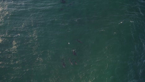 Gruppe-Von-Tümmlern,-Die-In-Der-Tasmanischen-See-In-NSW,-Australien,-Schwimmen---Drohnenaufnahme-Aus-Der-Luft