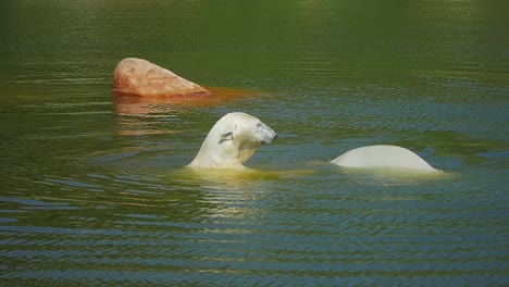 Imágenes-En-Cámara-Lenta-Que-Capturan-A-Dos-Osos-Polares-Jóvenes-Jugando-En-Un-Recinto-De-Agua,-En-Un-Parque-De-Vida-Silvestre-En-Suecia