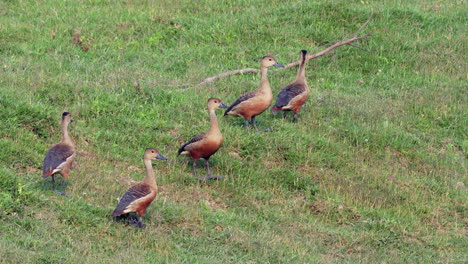 Eine-Kleine-Herde-Pfeifenten-Am-Ufer-Eines-Flusses-Im-Chitwan-Nationalpark-In-Nepal