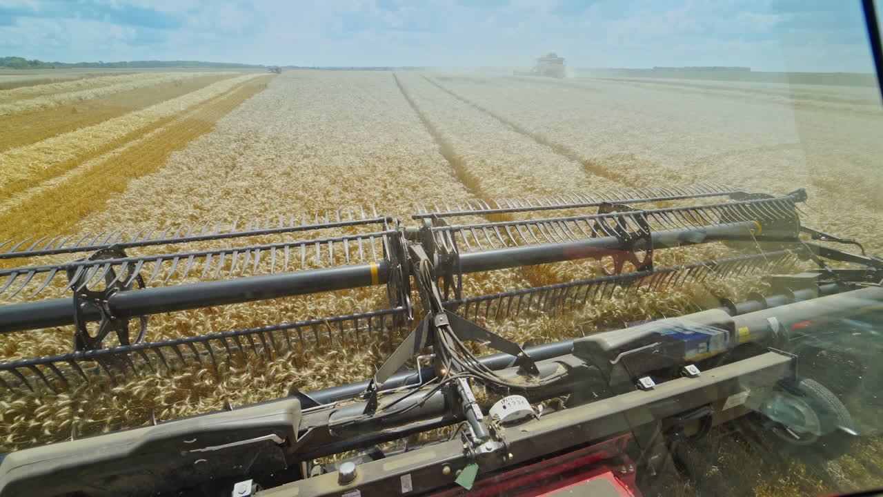 Process of harvesting ripe crop on the field. Agricultural machine cutting yellow ears of wheat. View from the window of combine harvester.