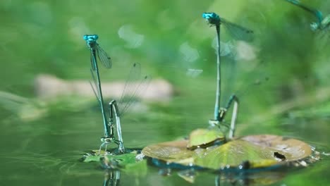 Tres-Parejas-De-Caballitos-Del-Diablo-En-Pose-De-Rueda-De-Apareamiento,-Mientras-Que-Las-Hembras-Ponen-Huevos-Debajo-De-Las-Hojas-En-La-Superficie-Del-Agua