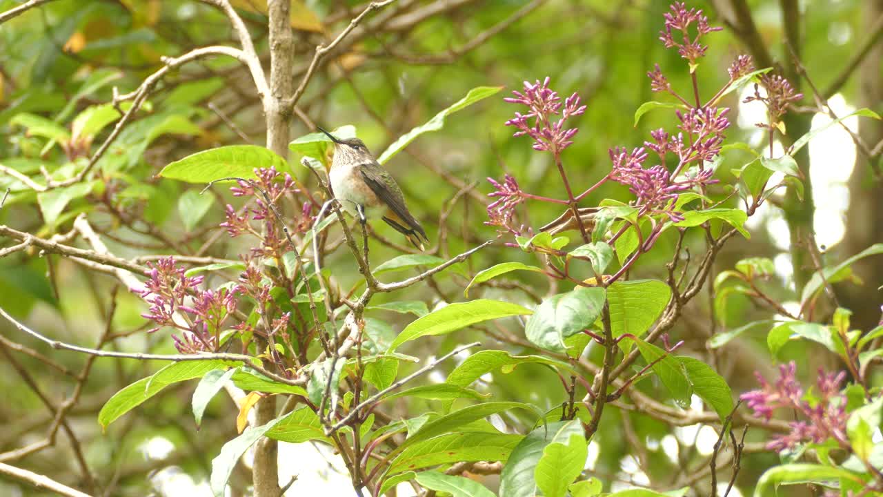 colibrí volcán sentado en una rama de árbol en un bosque lluvioso
