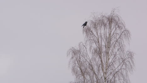 a lone carrion crow on top of a leafless tree in sweden, wide shot