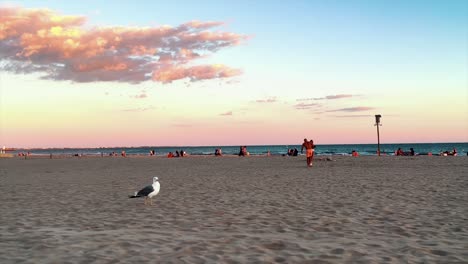 A-sea-bird-is-moving-and-flying-on-the-sea