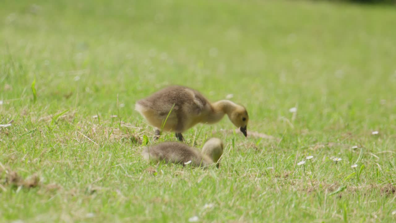 Young goslings exploring the grassy field, one walking while the other grazes
