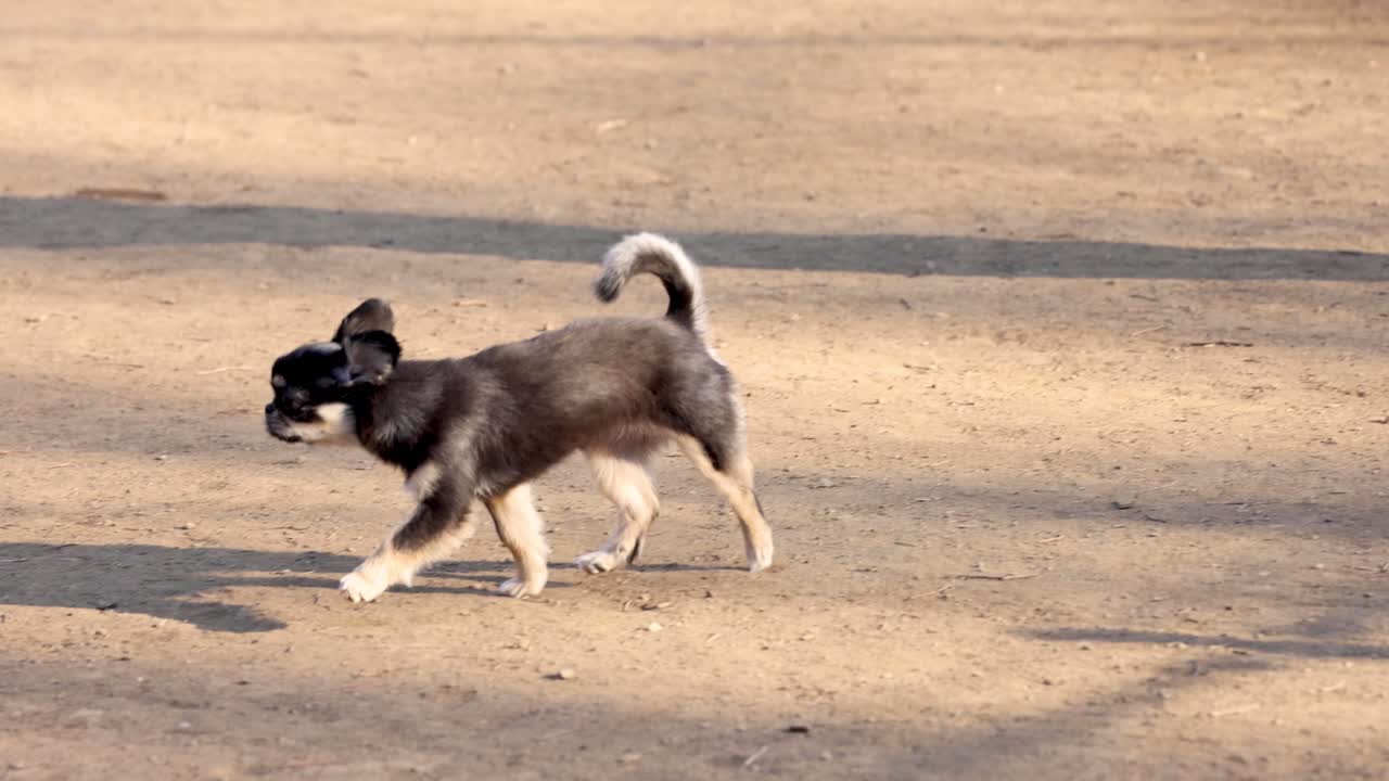 개가 달리고 열린 공간에서 장난감을 가져오고 있습니다.