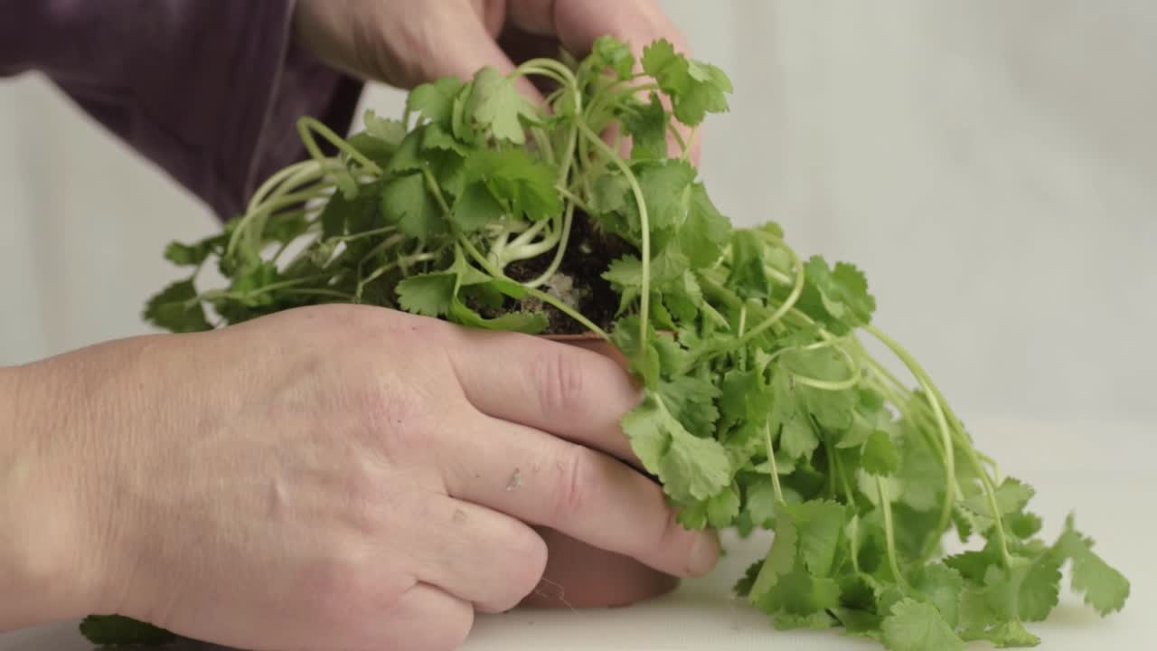 Hands pulling out fresh coriander herb plant from plant pot