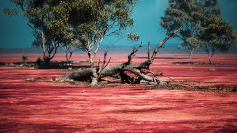 african landscape with a beautiful acacia trees