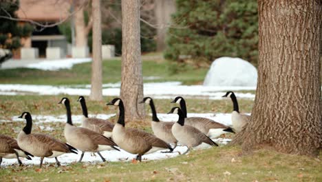 A-Gaggle,-Herd-of-Canadian-Geese-walk-across-the-park-from-behind-a-tree