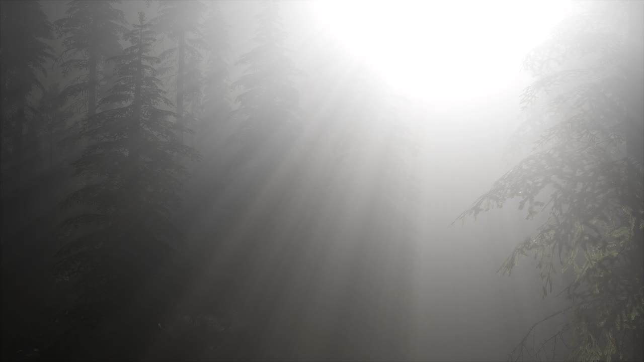 소나무 숲 에서 안개 가 가득 한 봄 아침