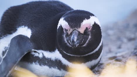 foto macro de pingüino blanco y negro salvaje durmiendo con los ojos cerrados durante el día al aire libre en la naturaleza