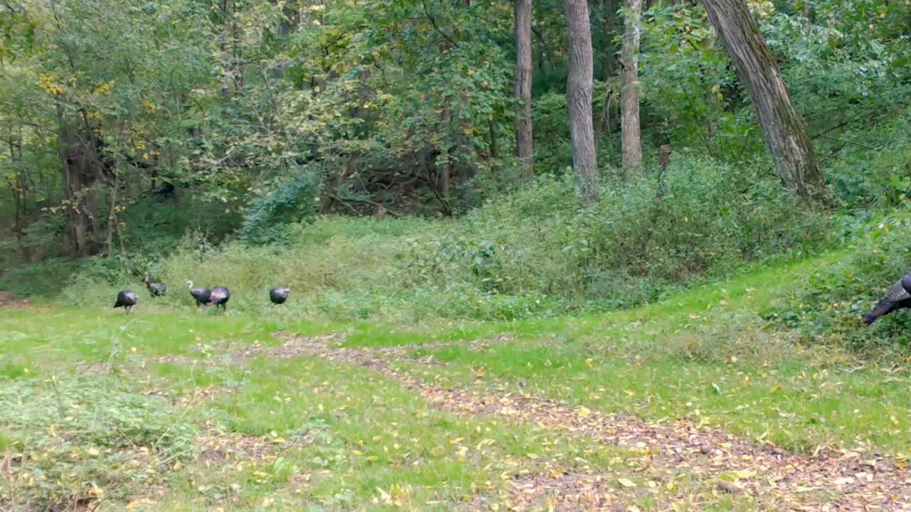 초가을에 미국 중서부 숲의 공터에서 먹이를 구하는 작은 야생 칠면조 무리