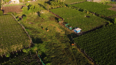 Cows-grazing-on-pasture-by-grapevine-plantation-in-Thai-An,-Vietnam,-aerial-view