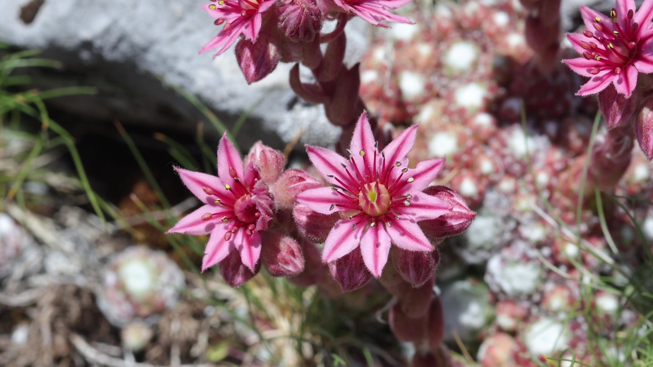 Nærbilde av rosa alpeblomster som vokser høyt oppe i Gran Sasso nasjonalpark. Italia. Sommer.