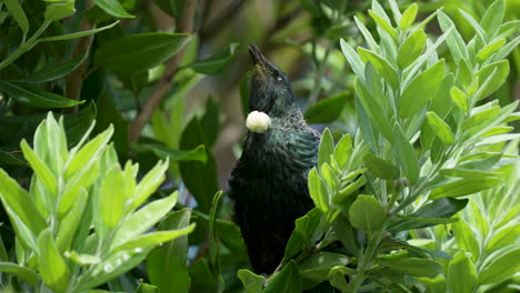 a native tui bird in new zealand singing in a tree in the north island with it's tongue sticking out