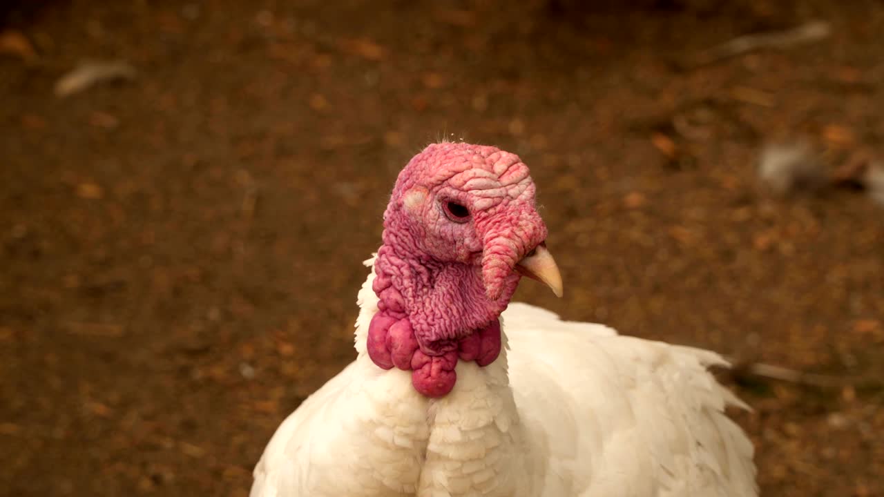 el pavo blanco de primer plano