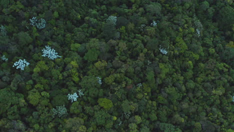 Vista-Aérea-Del-Bosque-Y-La-Vegetación-En-Petrópolis,-Brasil