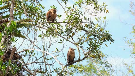 buffy fish owl, ketupa ketupu a fledgling on top preening its right wing and shakes its whole body while the parent bird below looks down towards the camera, khao yai national park, thailand