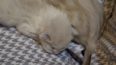 gatito de muñeca recién nacido durmiendo
