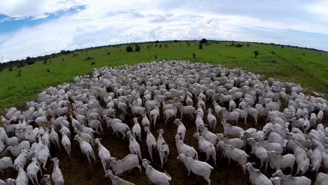 Muchas-Vacas-Nelore-En-Tierras-Deforestadas-Para-La-Ganadería-En-Brasil,-Antena